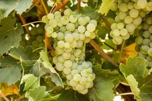 Мускат Белый