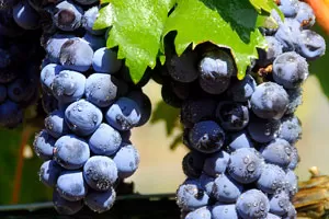 Темпранильо (Тинта Рориш)