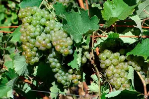 Альтесс (Пти Маконне)