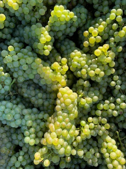 Сбор урожая на виноградниках «Золотой Балки»