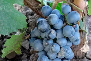 Блауфранкиш (Лембергер/Франковка)