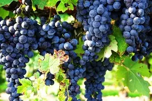 Цимлянский Чёрный