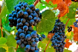 Турига Насьональ