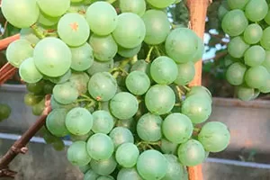 Лакхедьи (Лакхеди) Мезеш