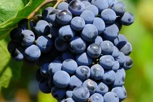 Неретинский