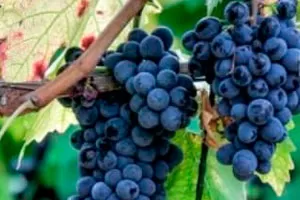 Сагрантино