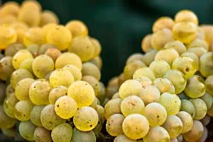 Мюскаде (Мелон де Бургонь)