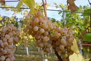 Пти Мансенг