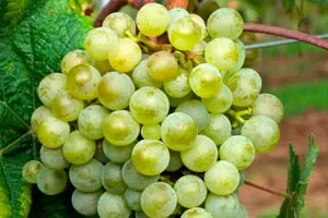 Выдвиженец