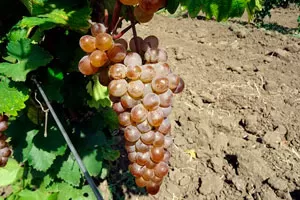 Гарс Левелю