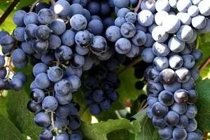 Мускат Гамбургский