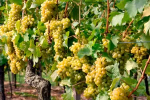 Гечеи Заматош