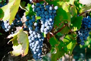 Негроамаро