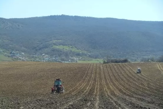 «Золотая Балка» посадит в этом году 170 га новых виноградников