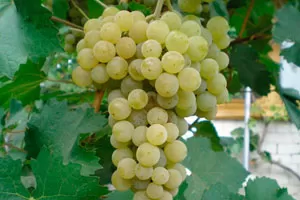 Цитронный Магарача