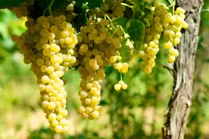 Треббьяно (Треббьяно тоскано/Уни Блан)