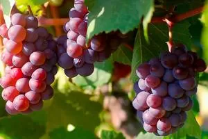 Мускат Розовый