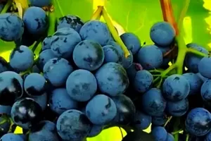 Антей Магарачский