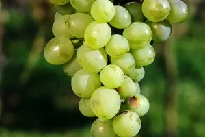 Первенец Магарача