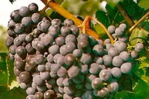 40 лет Октября