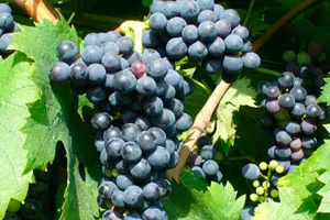 Сусуманиелло