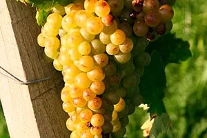 Мускат Блан а Пти Грен