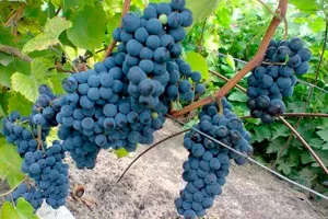 Левокумский