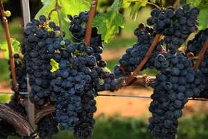 Каберне Фран