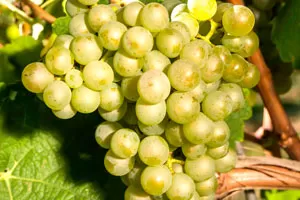 Маузак (Мозак)