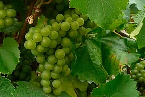 Мелонь де Бургонь