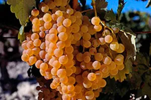 Паломино Фино