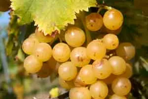 Мускат Джаллоу