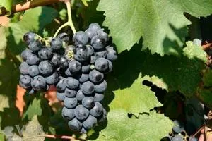 Боррасал (Борракал / Каиньо Тинто)