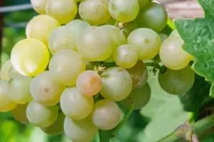 Платовский