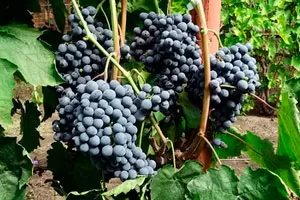 Черный кишмиш