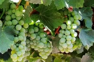 Совиньон Зеленый