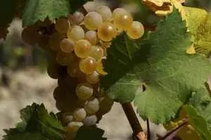 Сибирьковый