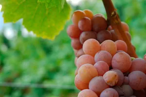 Гевюрцтраминер