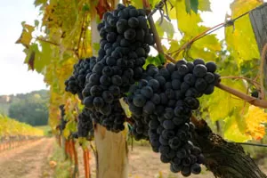 Монтупульчано