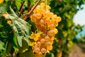 Мцване Кахетинский