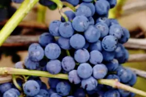 Мариновский