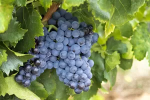 Бастардо Магарачский