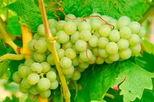 Мюллер Тургау