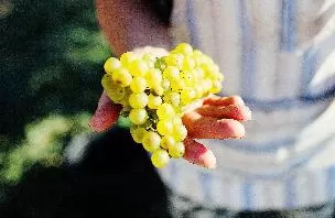 ВИНО C ГЕОГРАФИЕЙ  или Что такое ВЗГУ?