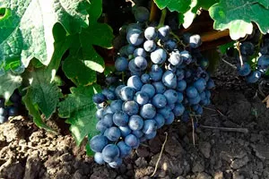 Рубиновый Магарача