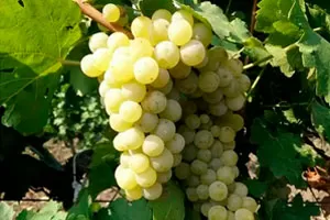 Мускат Оттонель