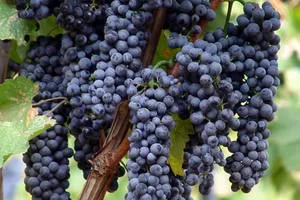 Красностоп Золотовский