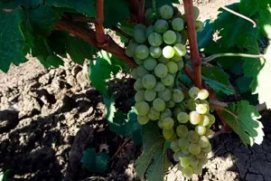 Мальвазия Фина