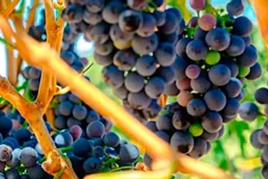 Тинта де Торо