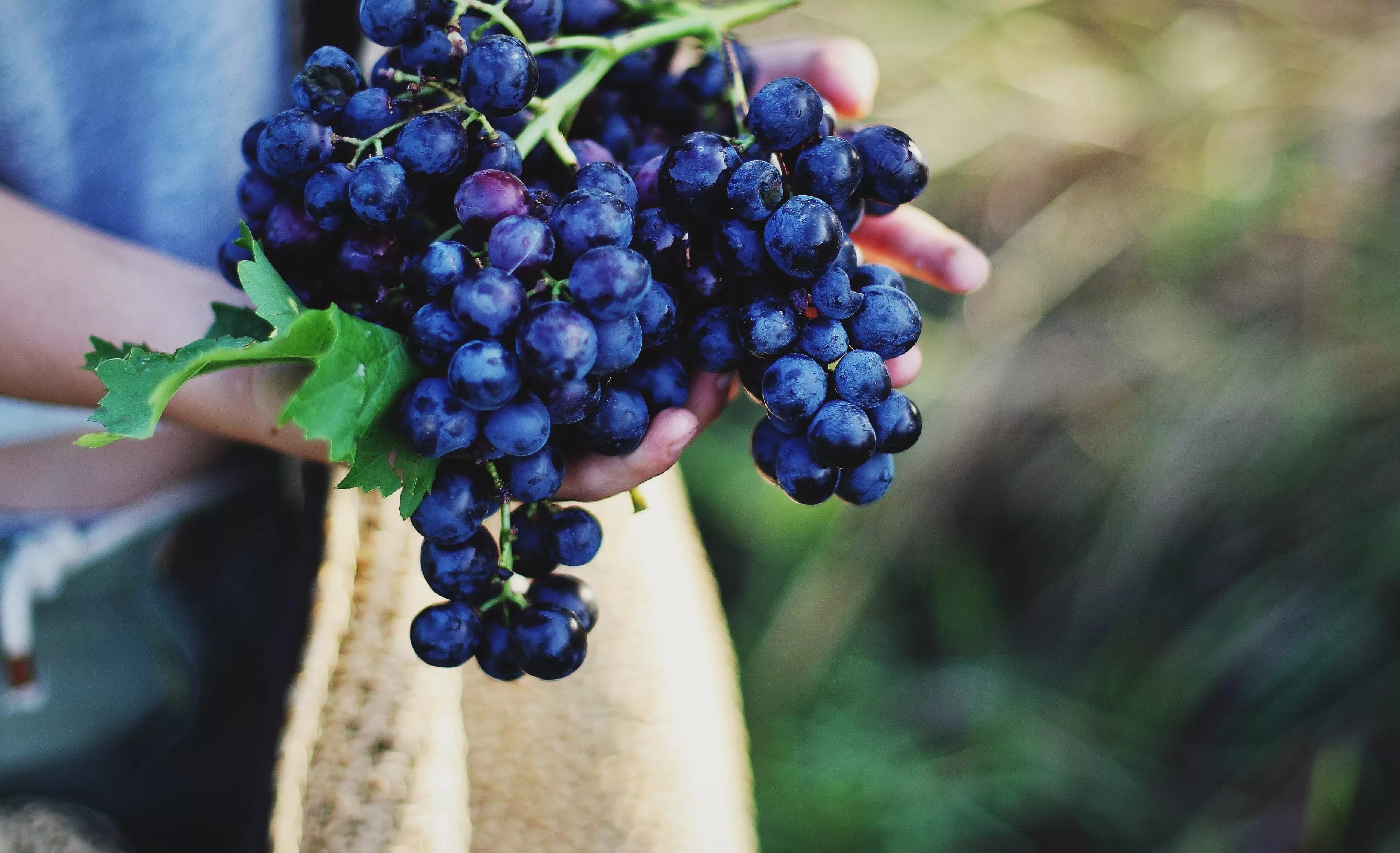 «Спуск первой лодки» на виноградниках «Золотой Балки»